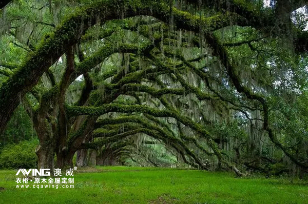 澳威全屋定制：这些树能长寿，原来是有秘诀的……